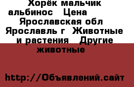 Хорёк мальчик альбинос › Цена ­ 3 000 - Ярославская обл., Ярославль г. Животные и растения » Другие животные   